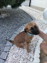 Cachorrinha pastora abandonada para doação