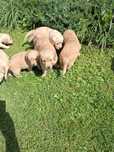 Golden Retriever piękna ciemno złota suczka do rezerwacji