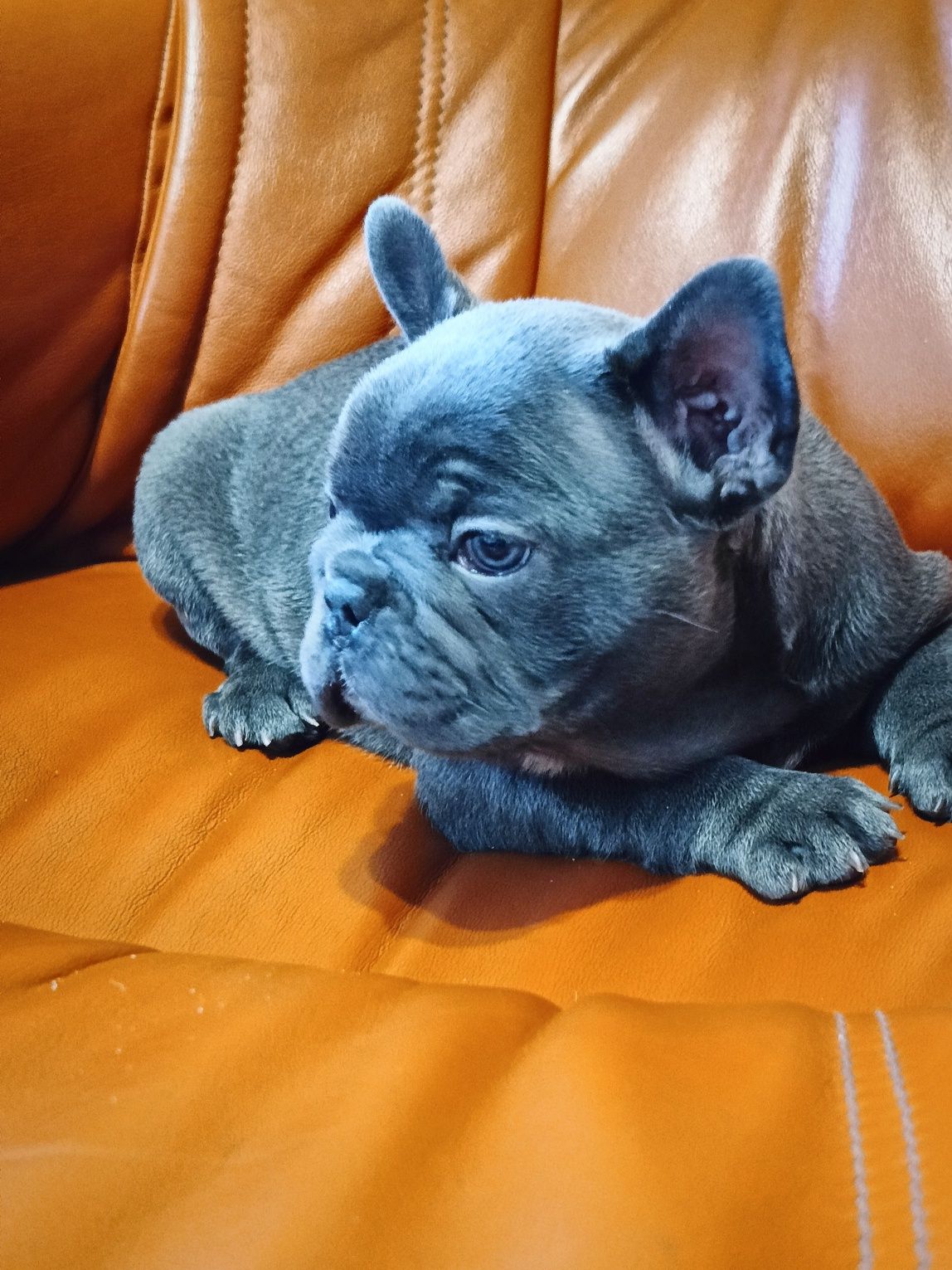 Buldog francuski
