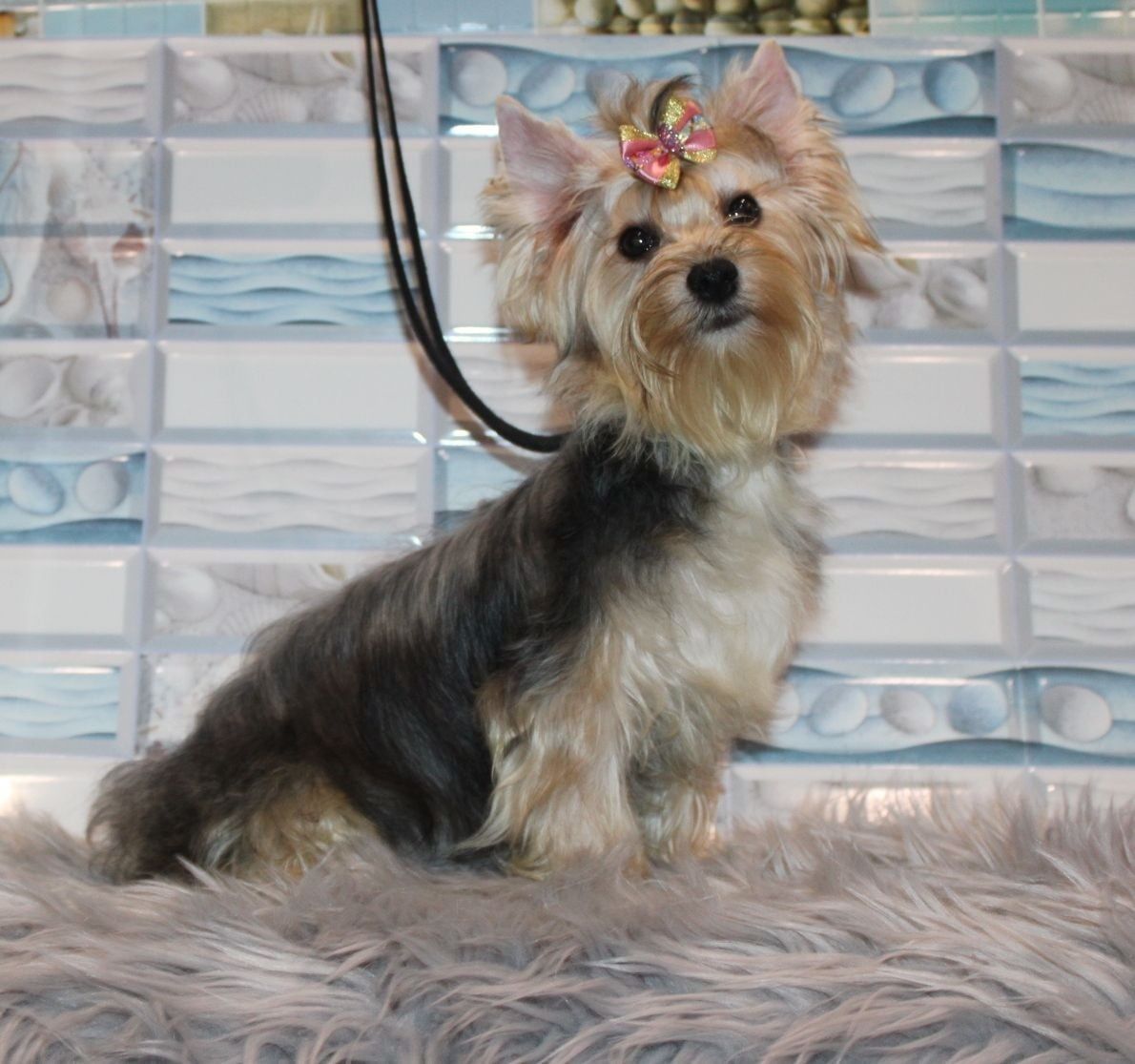 Yorkshire Terrier standardowa suczka