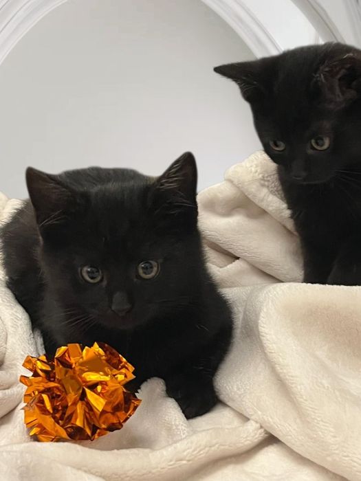 Kocie rodzeństwo do adopcji