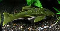 L200 Pleco Green Phantom 6-7cm - Baryancistrus Demantoides