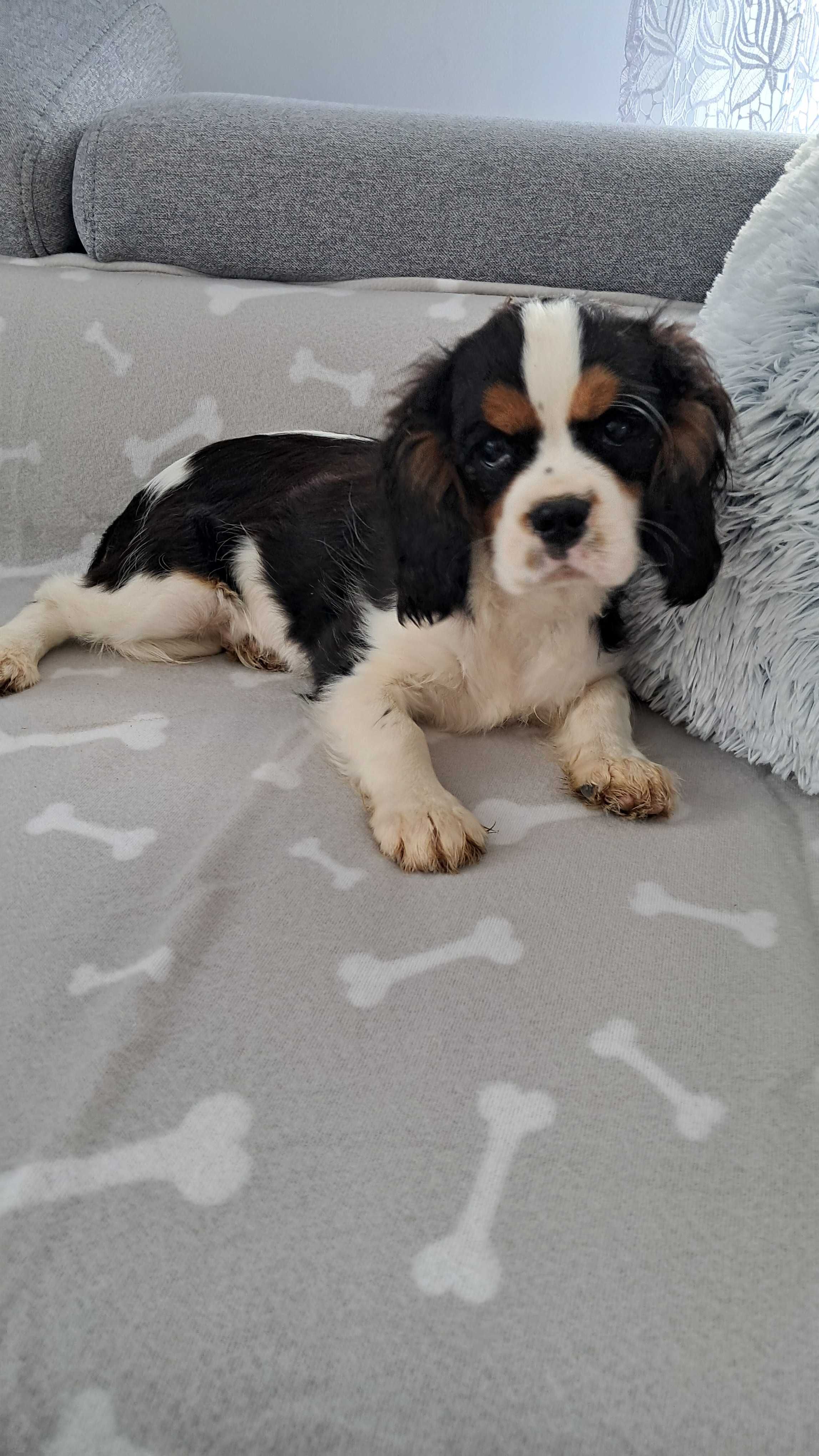 Sprzedam Cavalier king spaniel do odbioru chlopiec