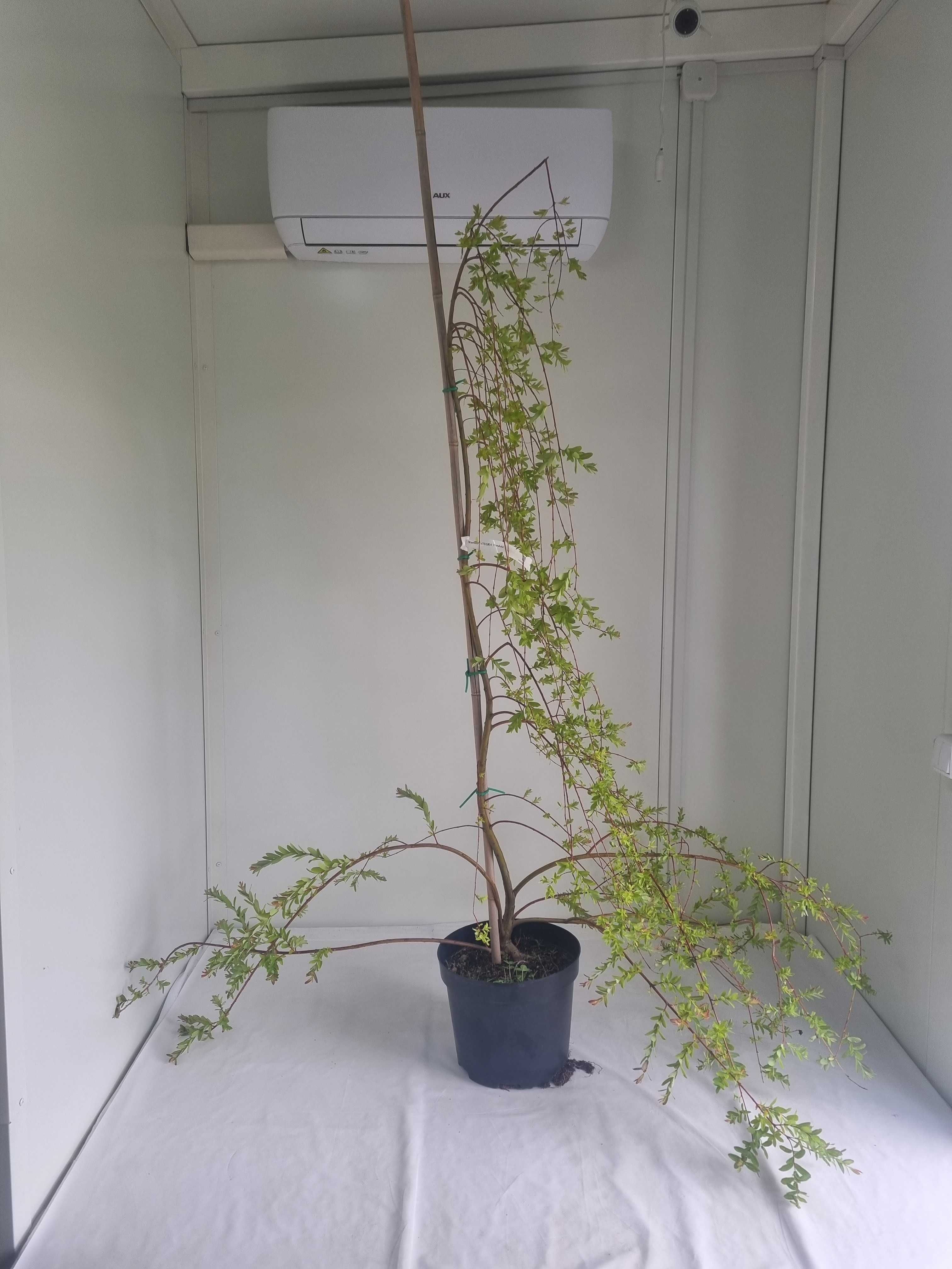 Wierzba Integra Pendula – Płacząca Forma, Wys. 180 cm, Doniczka 10L