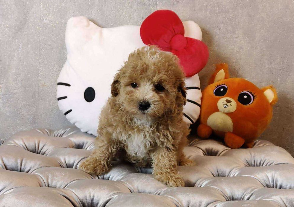 Maltipoo dziewczynka (suczka)