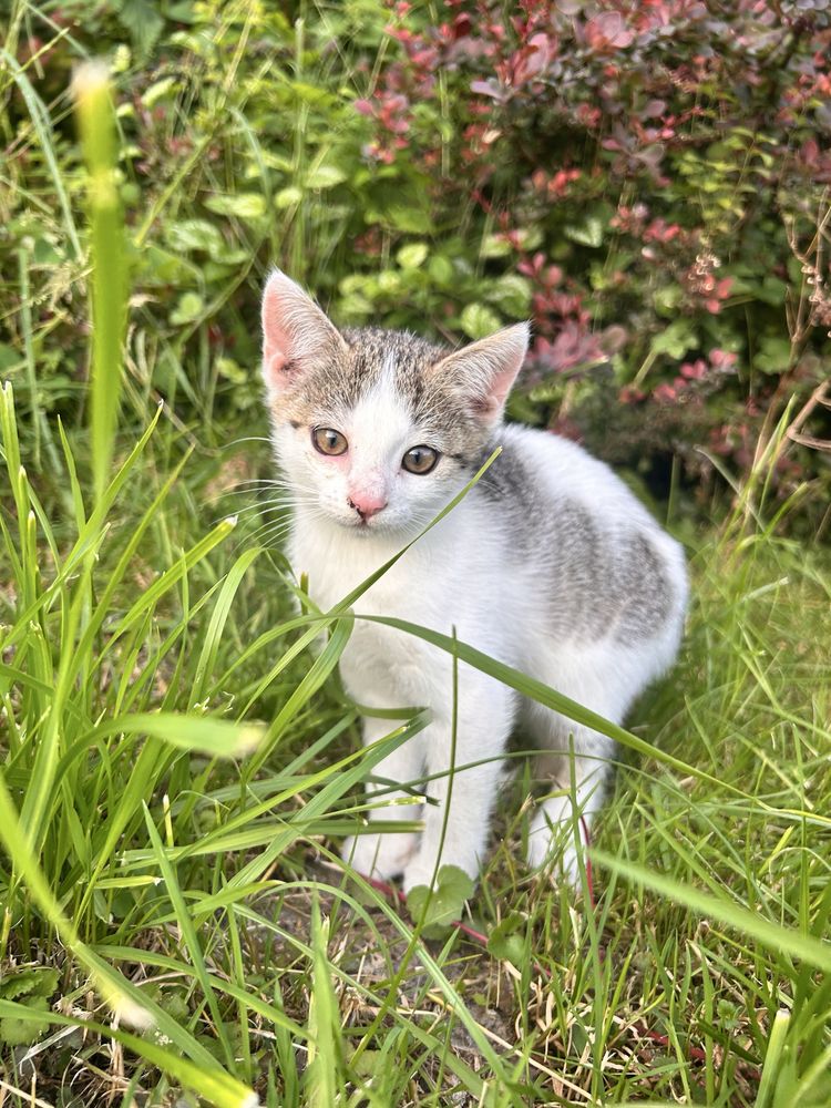 Mała ślicznotka do adopcji