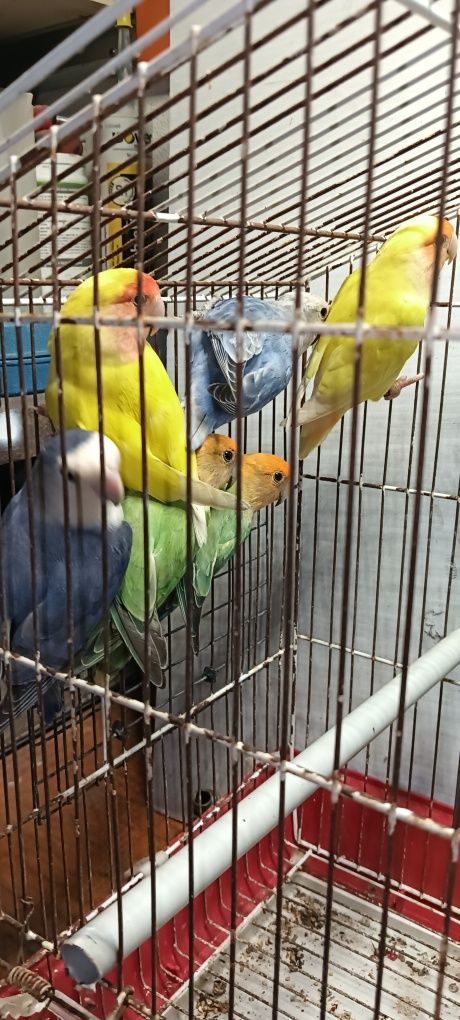 Casais de Agapornis roseicollis