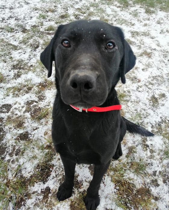Elvis czarny labrador pies do adopcji Kalisz Poznań Wrocław Łódź