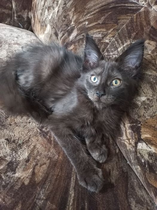 Duży Kocurek Maine Coon