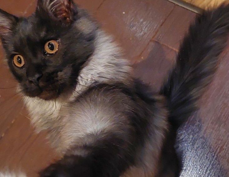 Шикарне кошенятко