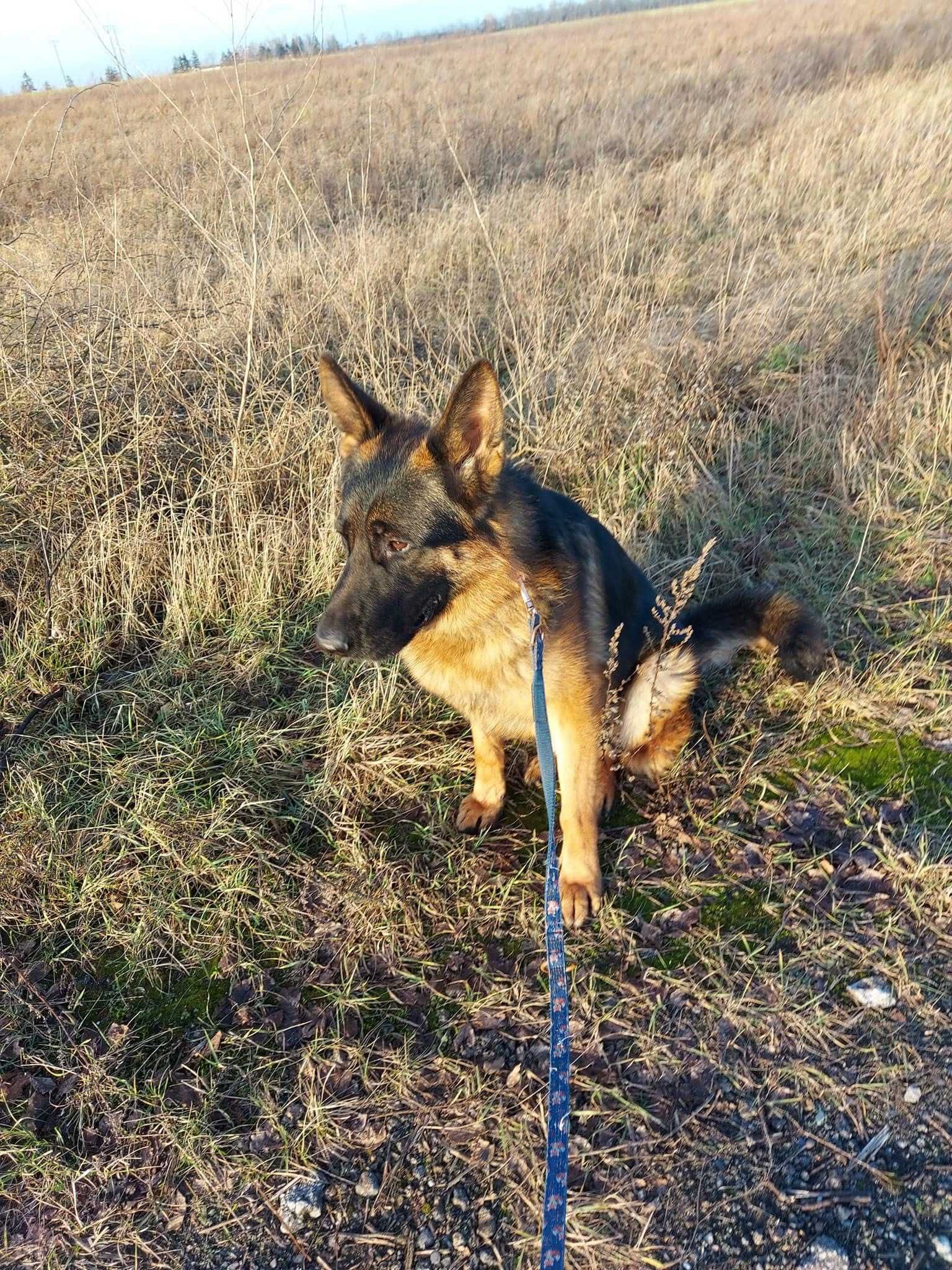 Aron - owczarek niemiecki, wycofany, szuka domu, 1,5 roku