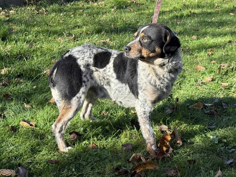 Serduszko- piękny młody psiak do adopcji