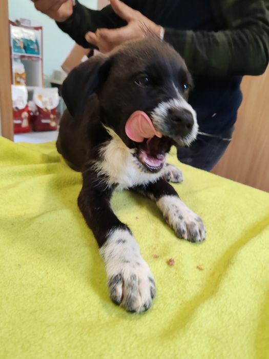 Dou cachorros porte médio