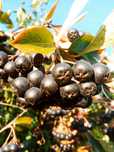 Aronia Darmowa Dostawa Polski SUPERFOOD Idealna na soki przetwory