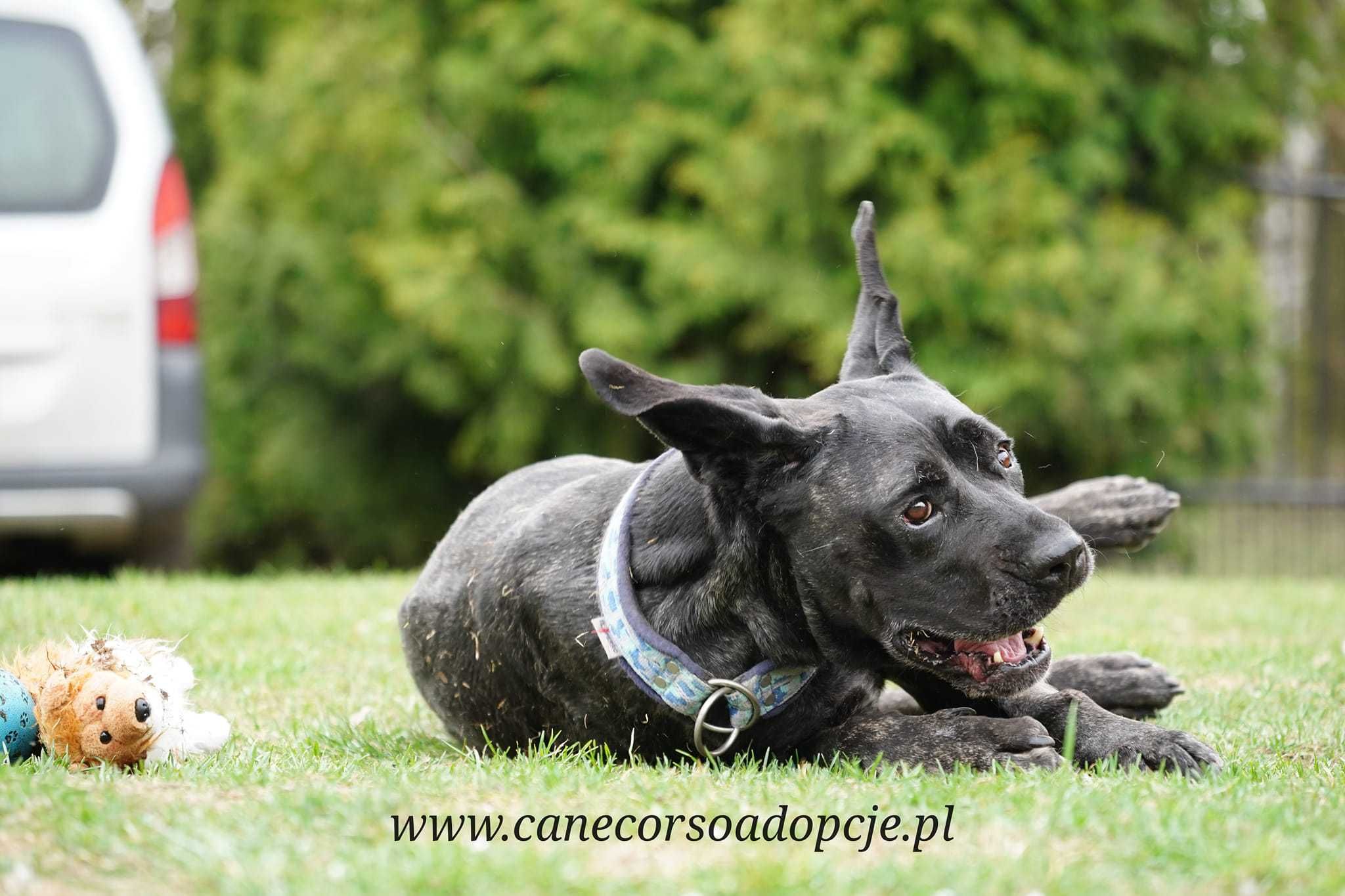 Doris w typie cane corso do adopcji.