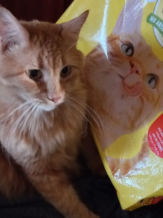 Ласковый котик, умный и чуткий