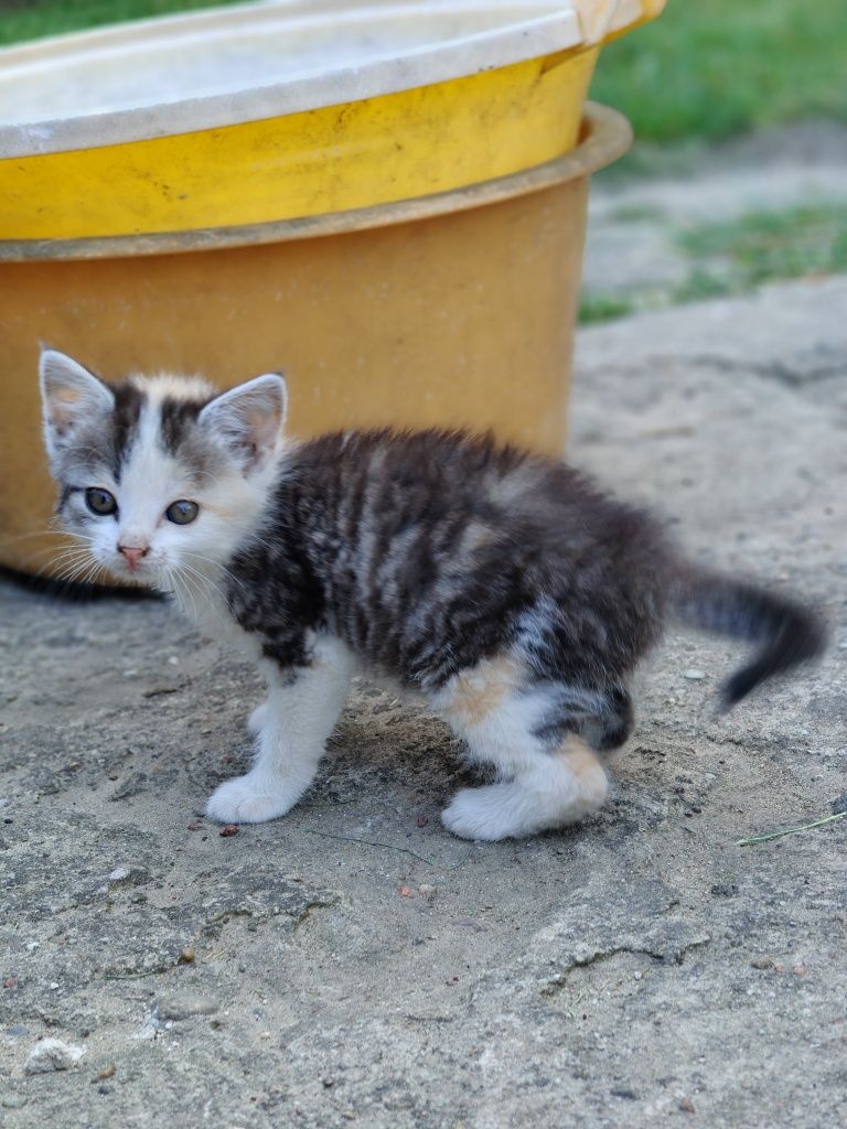 Oddam kotki tylko w dobre ręce