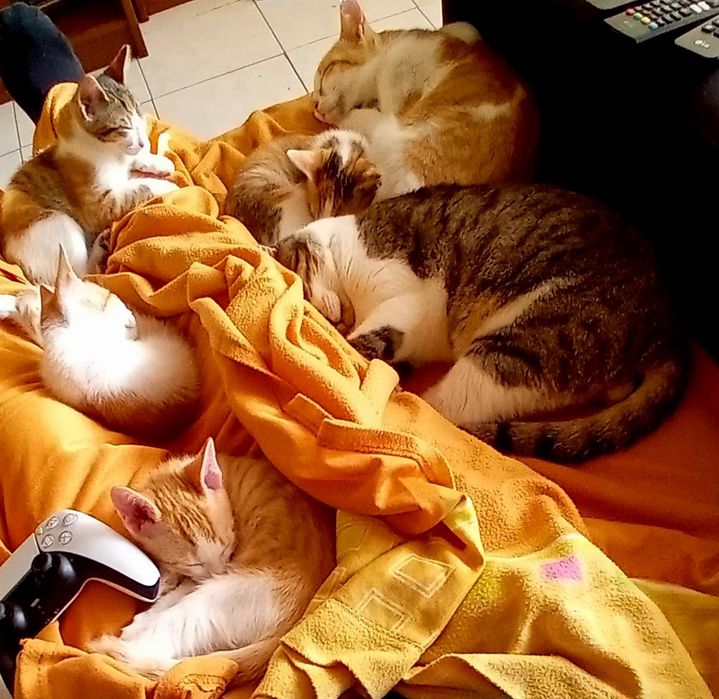 Boas tenho gatinhos para adoção