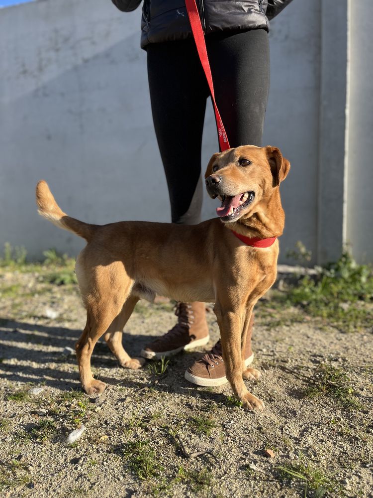 Cão porte pequeno-médio para adoção (atum)