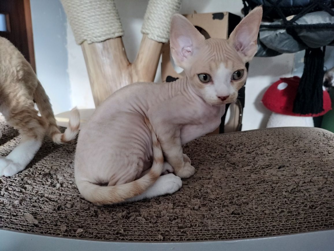Gambit kocurek Devon Rex