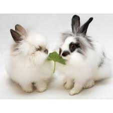 КРОЛИКИ - МИНИ. Домашние. Ручные. Красивые. Разные. Есть - КЛЕТКИ.