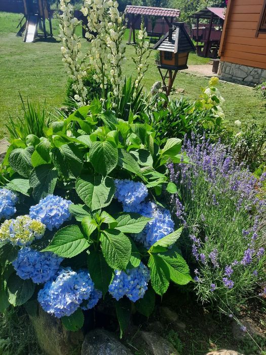 Відпочинок у Микуличині