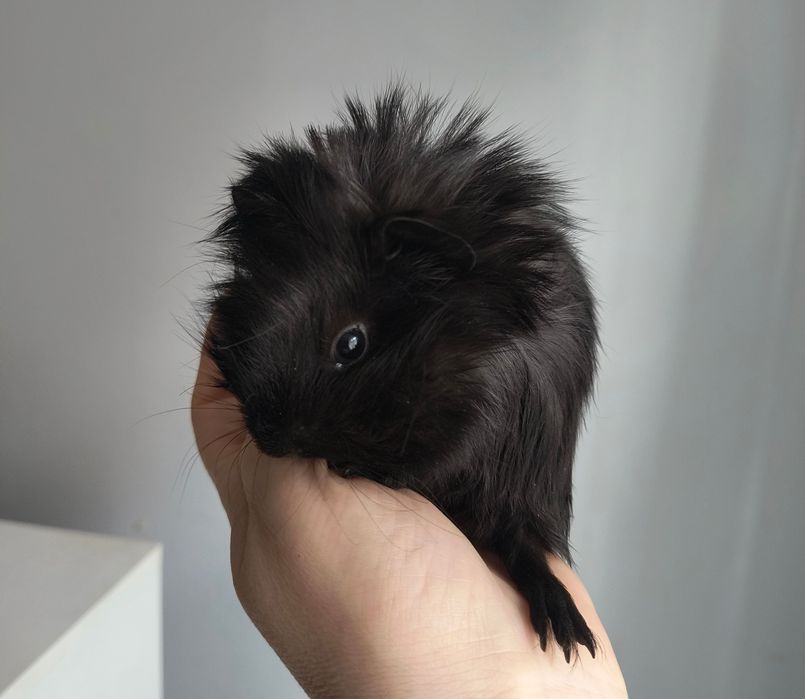 Świnki morskie 5 tygodni