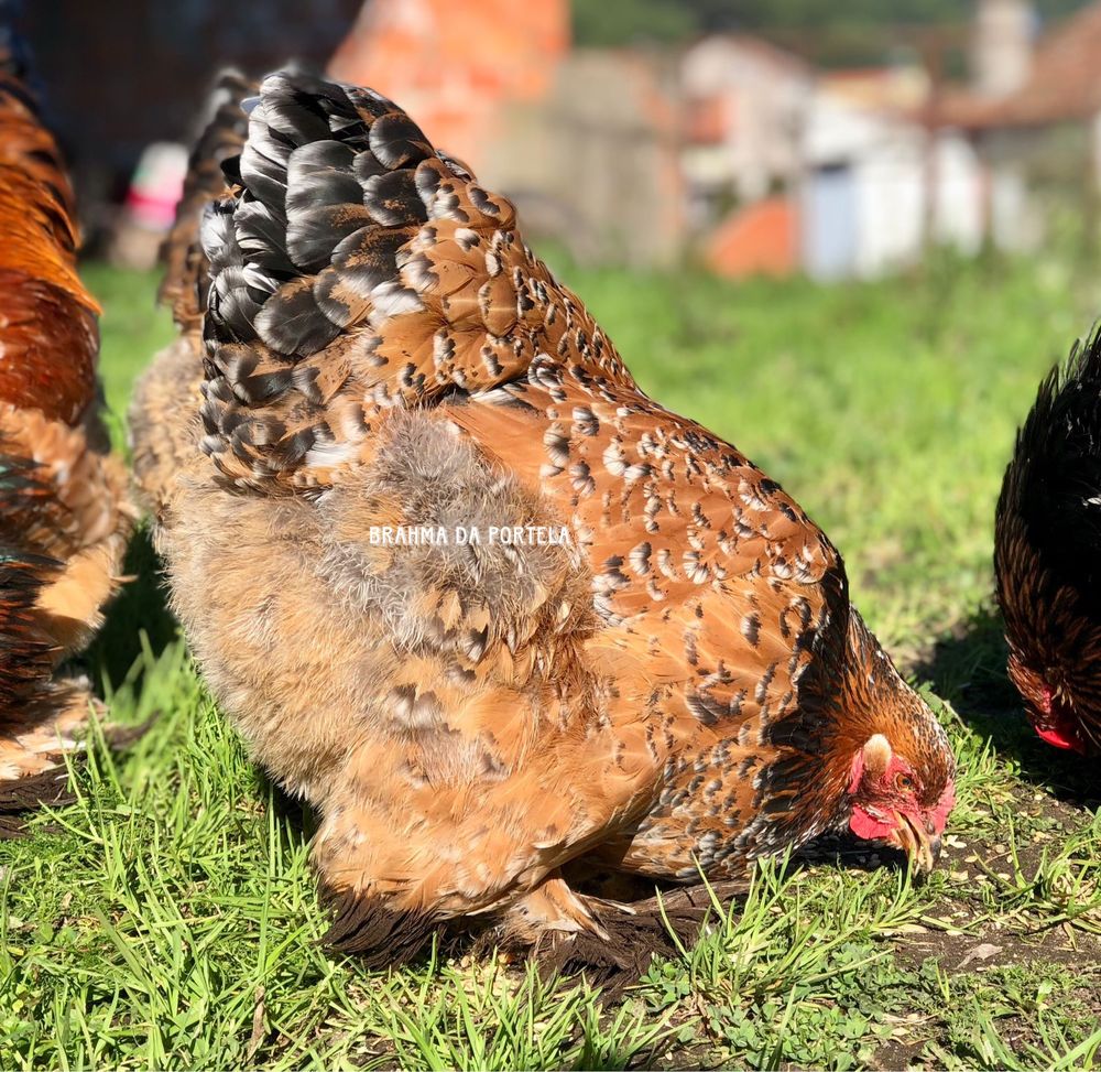 BRAHMA MIL FLORES