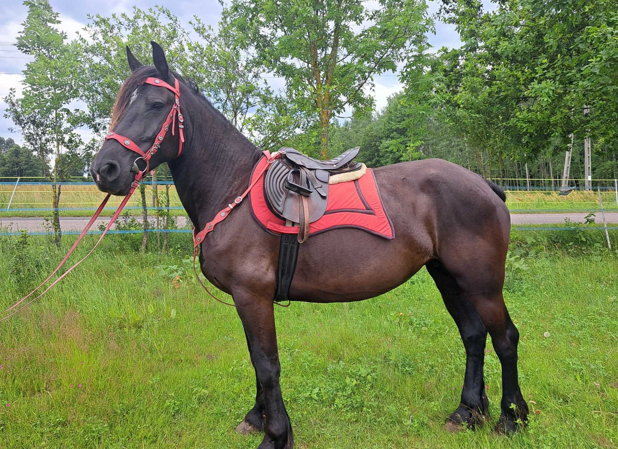 Sprzedam lub zamienie wspaniałą kalcz