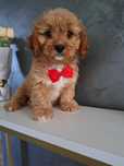 Cavapoo uroczy chłopczyk