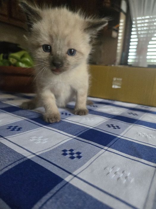 Gatos para dar ideal para crianças