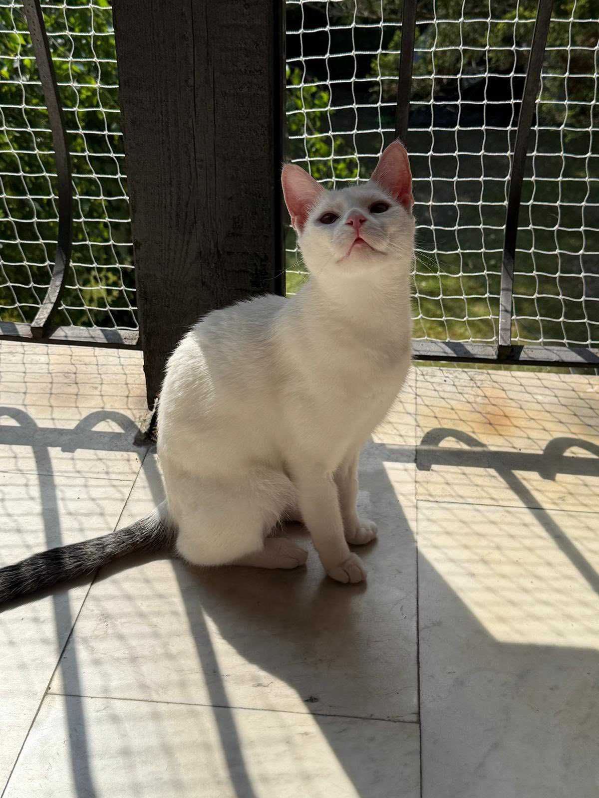młode koteczki do adopcji, dwie siostry