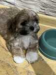 Sprzedam Shit tzu