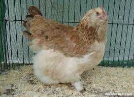 яйце для інкубації фавероль