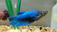 Betta Grizzle marble