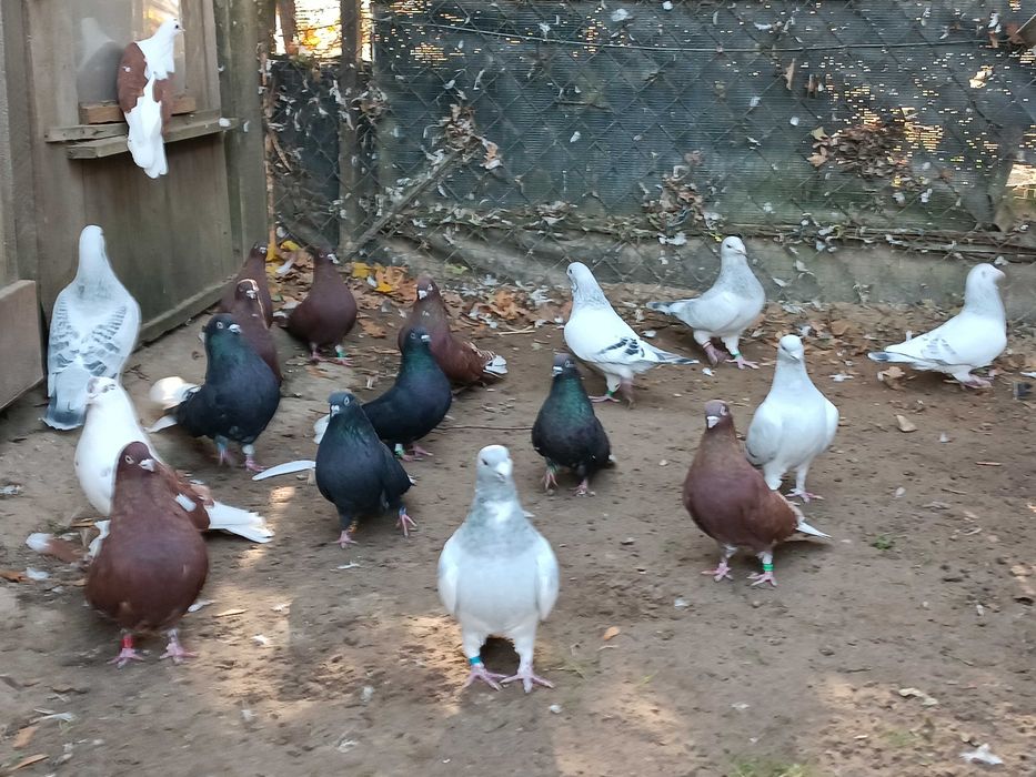 Gołębie orliki i standard