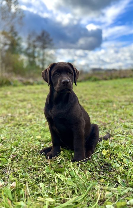 Цуценята лабрадора шоколадні