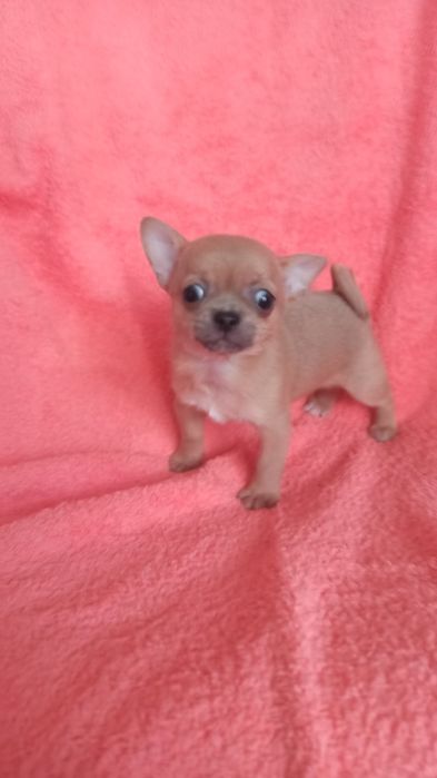 Чихуахуа.дівчинка. Вік два місяців. Чудо ізабелового кольору . Вакцино