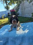 Cocker Spaniel Angielski Piesek