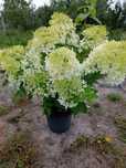 Hortensja bukietowa Limelight