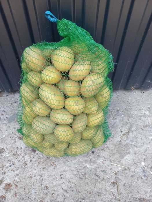 Ziemniaki jadalne odmiana jurki