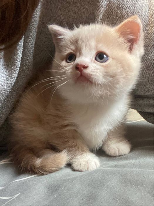 Кошеня шотланська