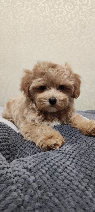 Мальтіпу ф1, міні хлопчики