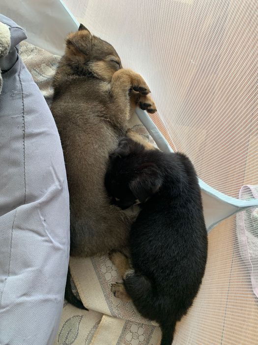 Цуцики дівчатка в добрі руки