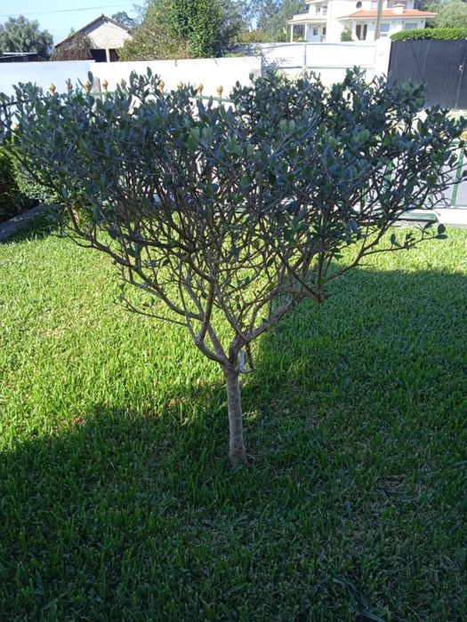 Oliveira bonita para jardim