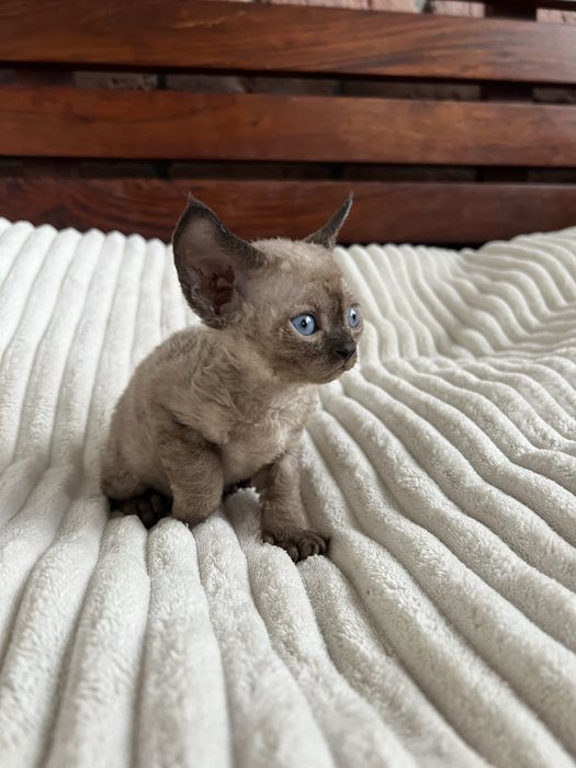 Kocurek Devon Rex WCF lekgalna hodowla