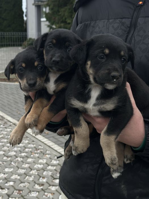 Urocze szczeniaki szukają kochających domów!