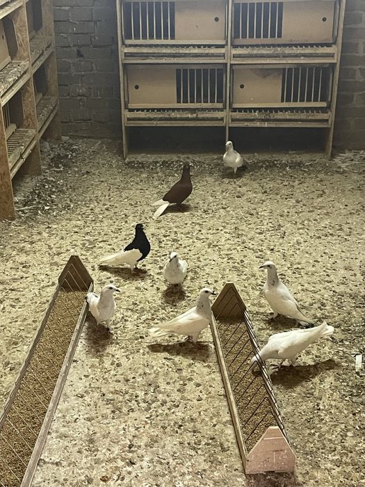 Gołębie jasne cały lot