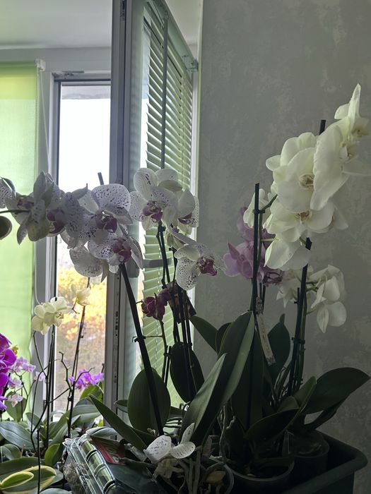 Продаю орхидеи от 300 грн