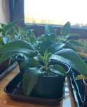 Żyworódka daigremonta (Kalanchoe daigremontiana) SADZONKI